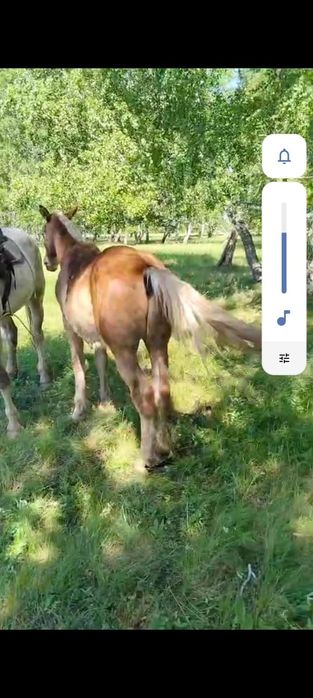 Продам жеребенка