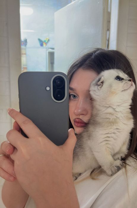 Продам котенка серебристая шиншилла скоттиш-фолд