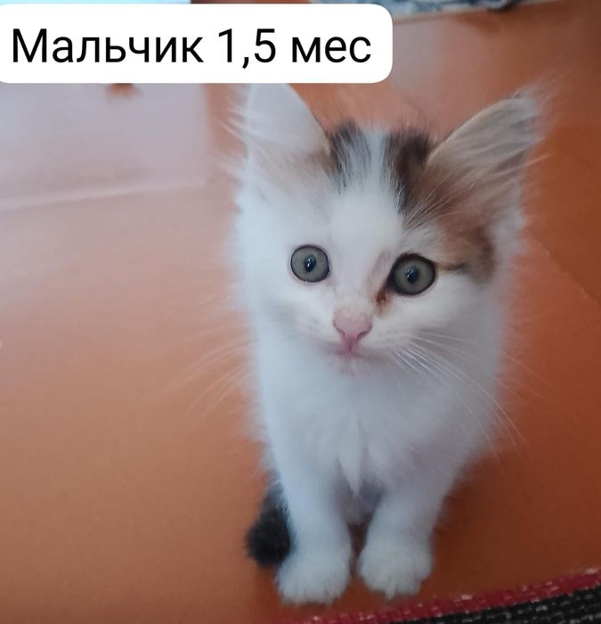 Котята в добрые руки