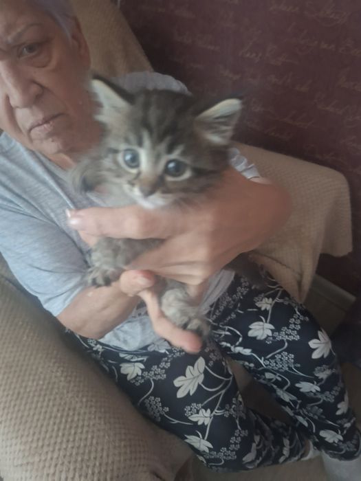 Отдам котенка в добрые руки срочно