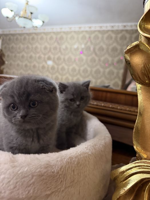 Mushuk Koshka Zottor