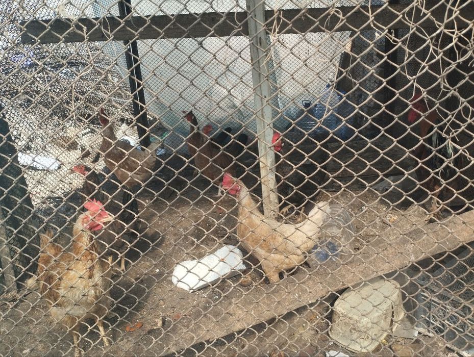 Tovuqlar sotiladi. Yuz mingdan