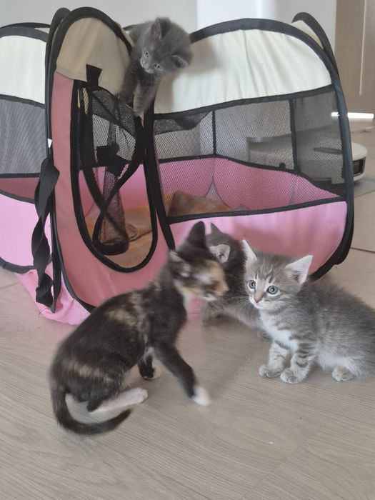 Котята-девочки в добрые руки