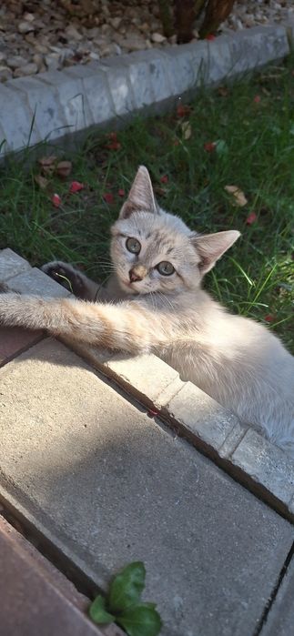 Кошечка котёнок девочка 3 месяца