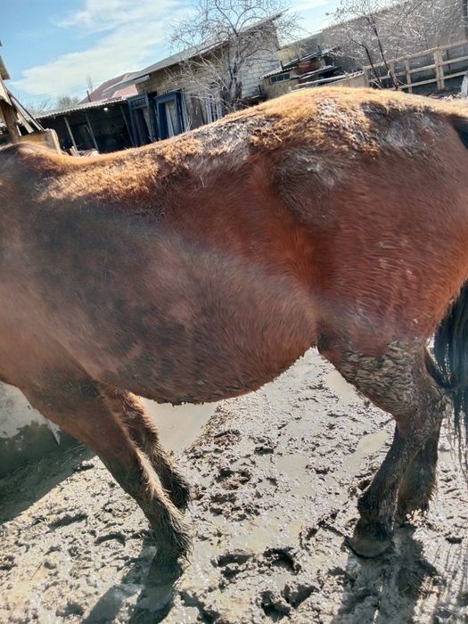 Бие кобыла буаз 2 туган