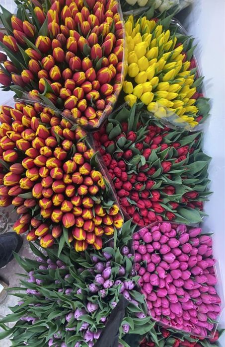 Тюльпаны оптом предзаказ