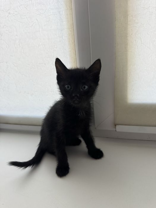 Котята. Отдам в добрые руки