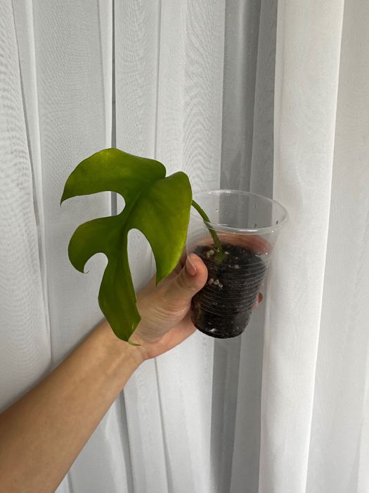 Сингониум Пинк сплэш и Рафидофора