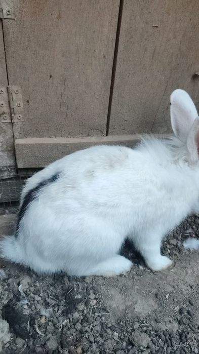 Iepure mascul cotoc metis cap de leu