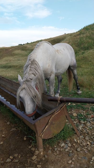 Schimba armăsar de 7 ani pe oi mai multe detalii in privat!