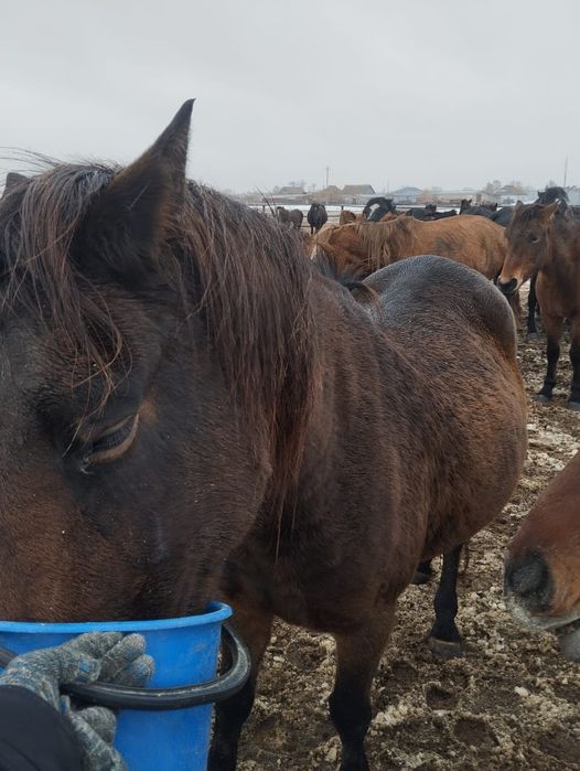 Селхоз продам кабыла