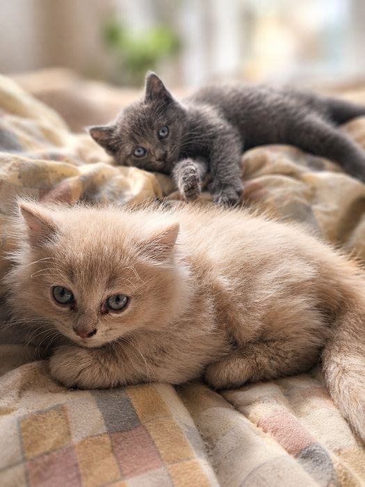 Отдам котят красивые