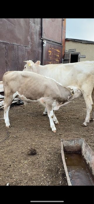 Продам подсосных бычков 10голов