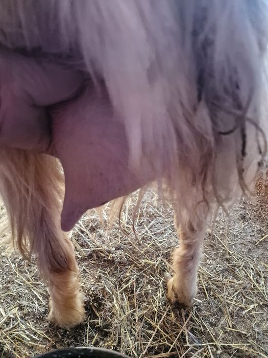 5 capre  schimba locatia