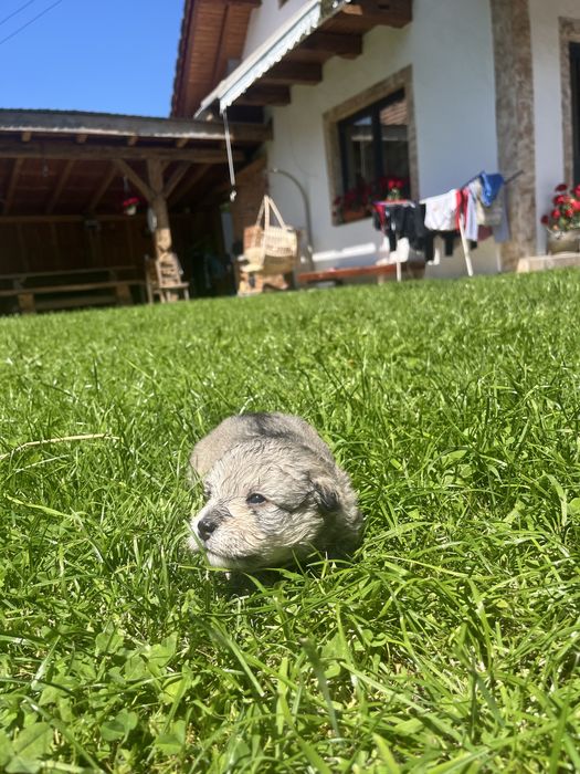 Cațelusi pt adopție