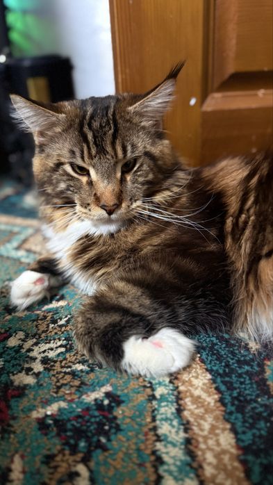 Продам Кота Мейн-Кун.