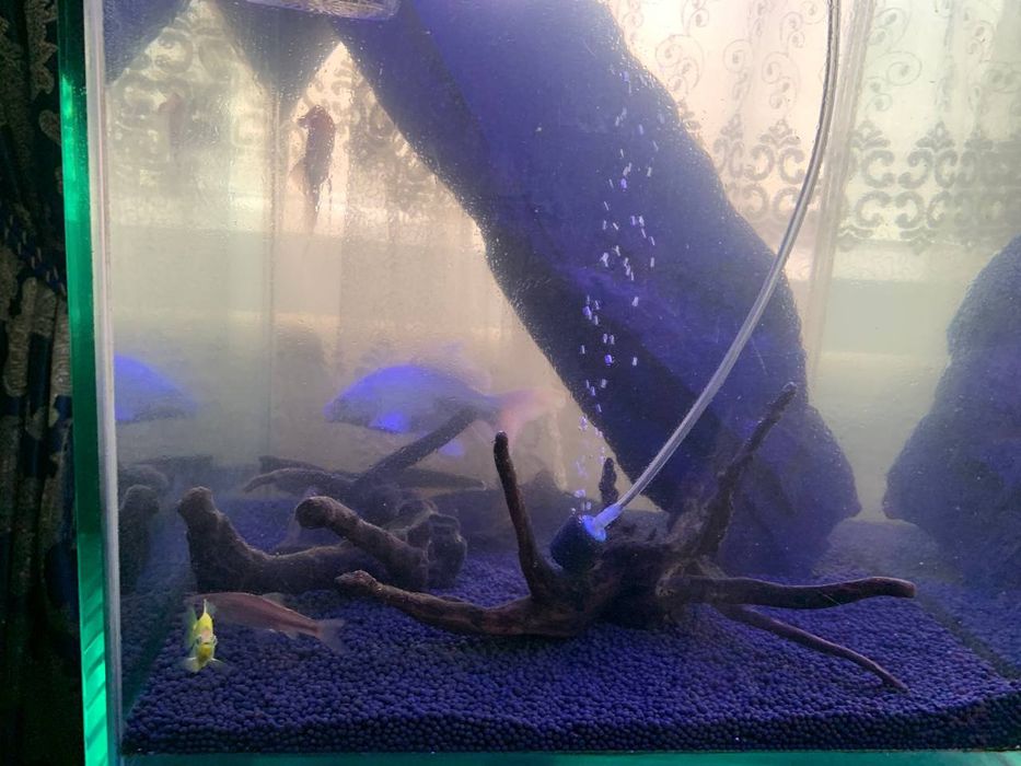 Аквариум  700.000 сум