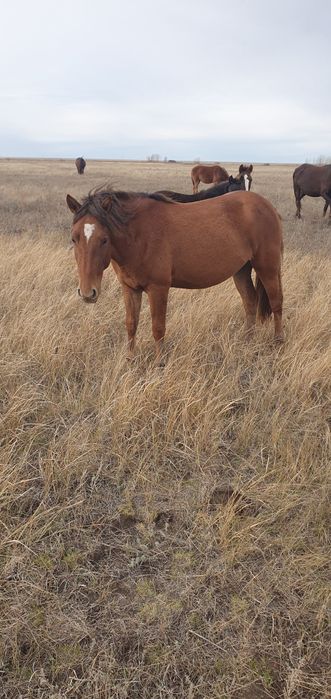 Байтал сатылады!