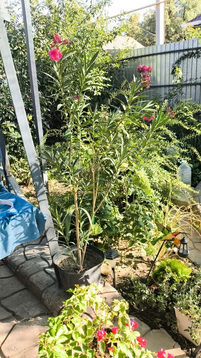 Олеандр махровый