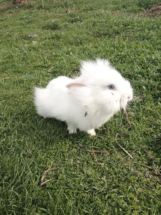 Iepurași cap de leu