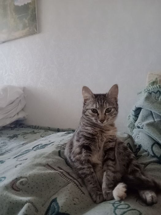 Котенок ищет своего хозяина!