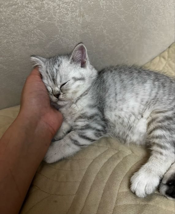 Продам шотладских котят