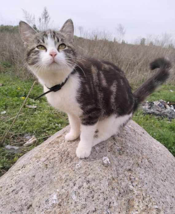 Потерялась кошка!!