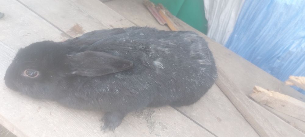 Vând iepuroaica de sacrificat