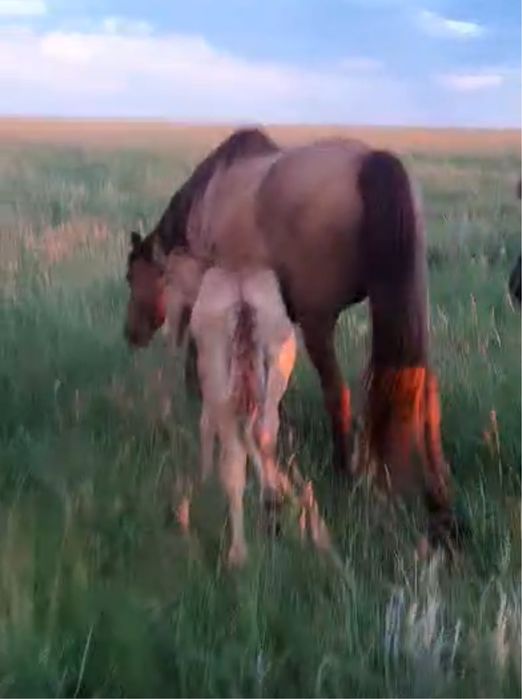 Құлынды бие, тай сатылады