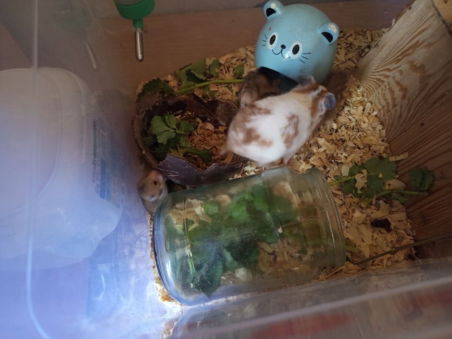 Продаю хомиков серийских