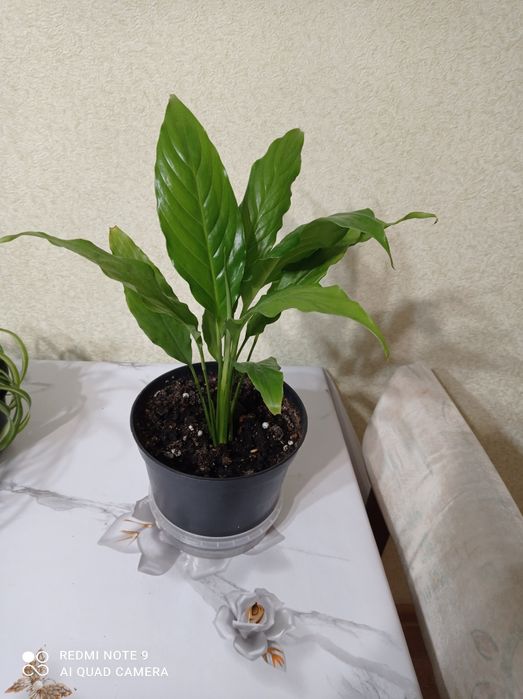 Увлечения,хобби ,цветы комнатные.