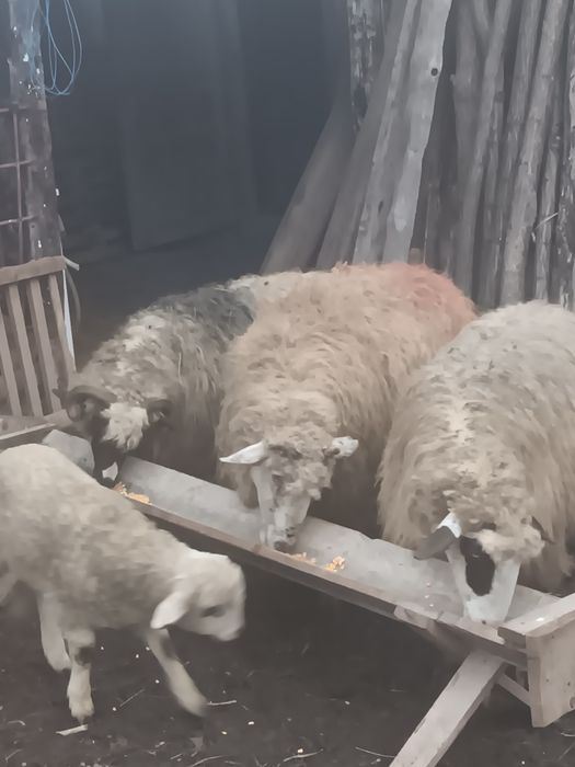 Oi breze  Nu răspund la mesaje