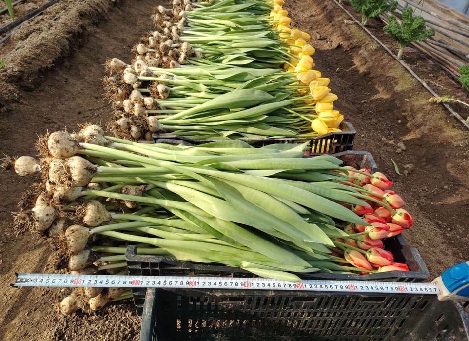 Голландские Тюльпаны!