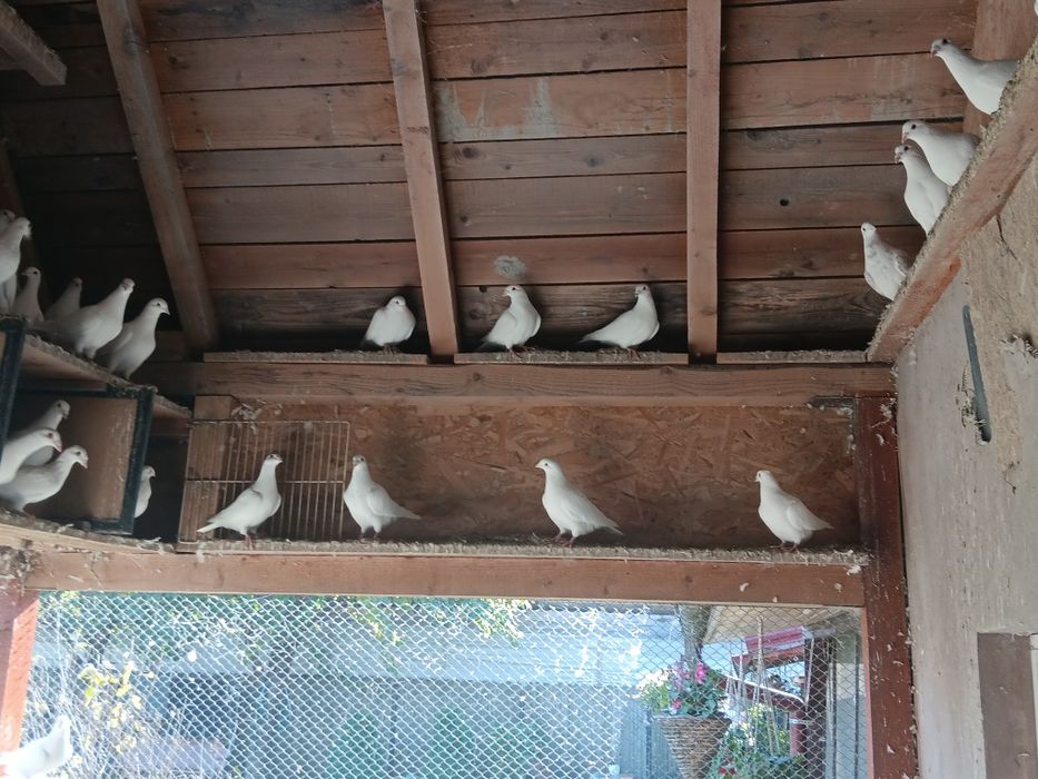 Vand porumbei voiajori