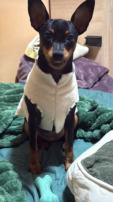 Femela pinscher mini 8 luni 2500 lei