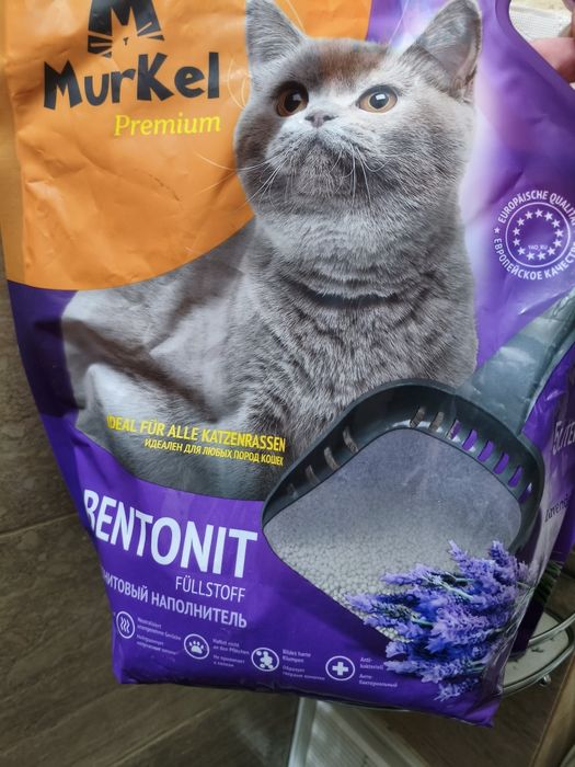 Отдам Кошку Бесплатно