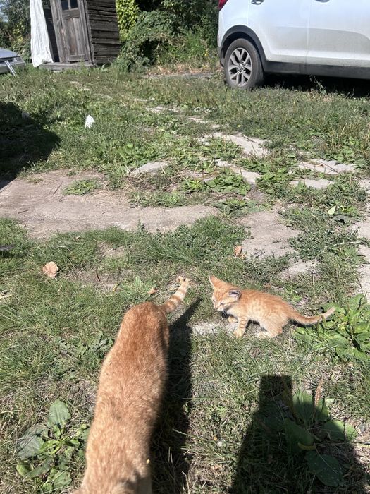 Отдам котят бесплатно