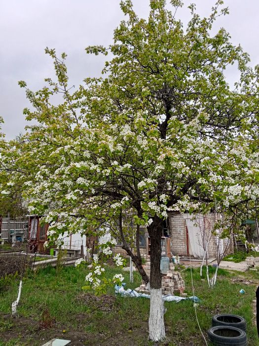 Продам дачу район обылгаз