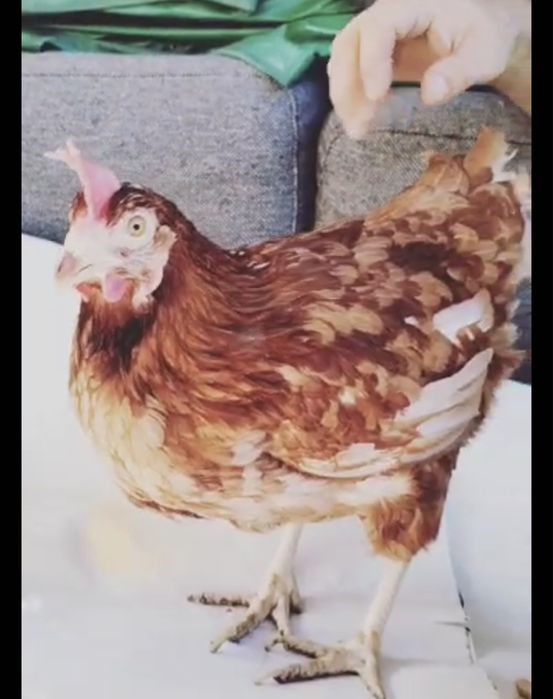 Vindem gaini / puicute  rosi  de ouat