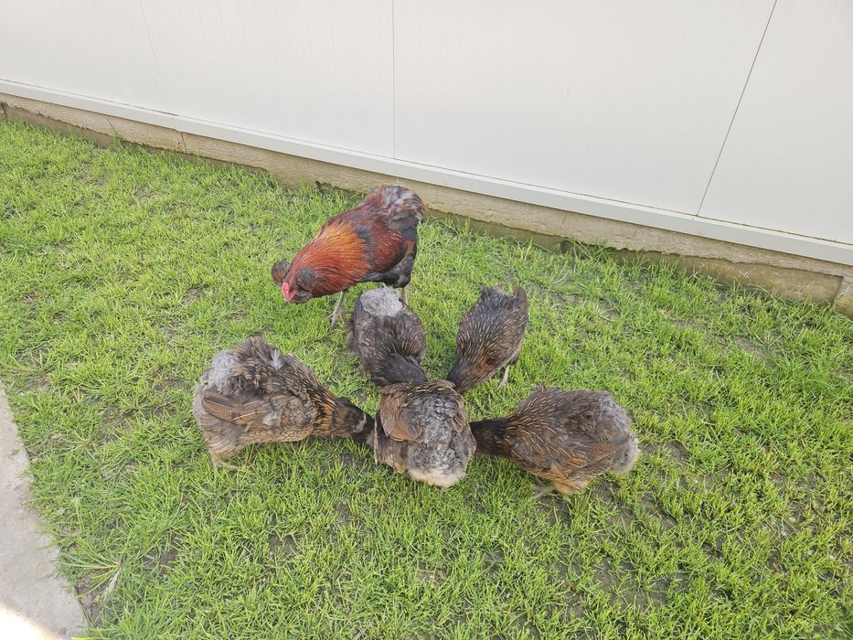 Ouă pentru incubat Araucana