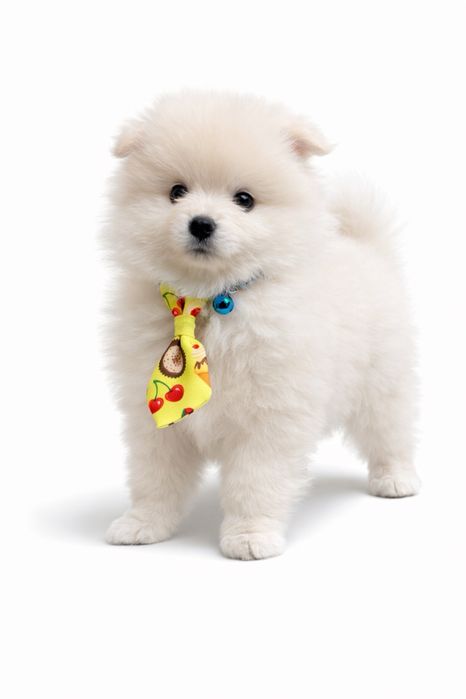 Малки сладки бебета померани