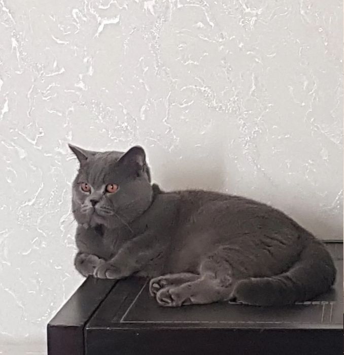 Взяка кота с родословной, привит опытны