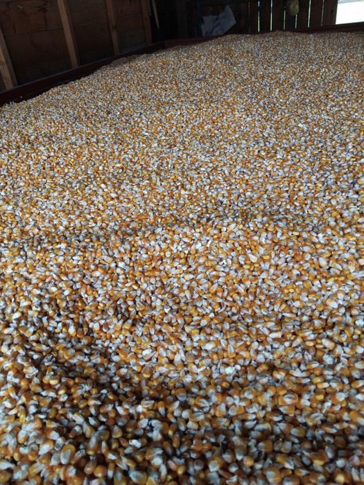 Vând/schimb porumb semi sticlos