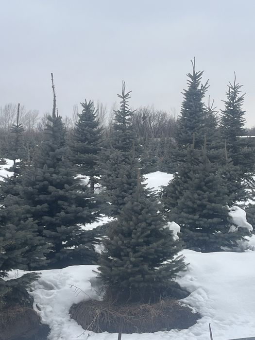 Сосна ель берёза тополь