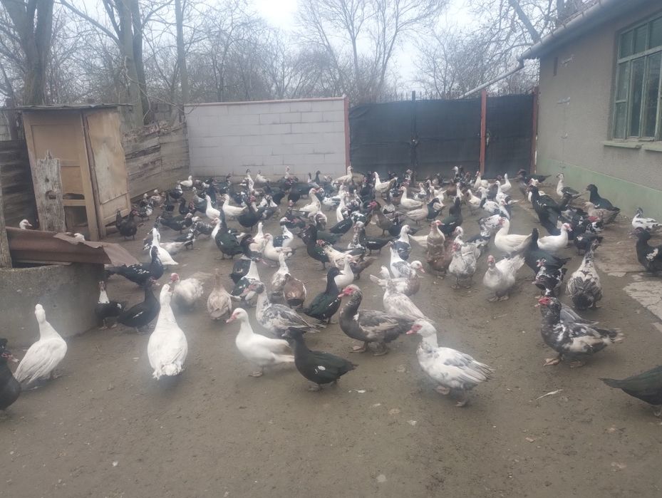 Vând/ schimb rațe și  rățoi