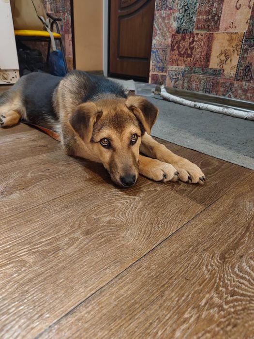 Щенок в добрые руки