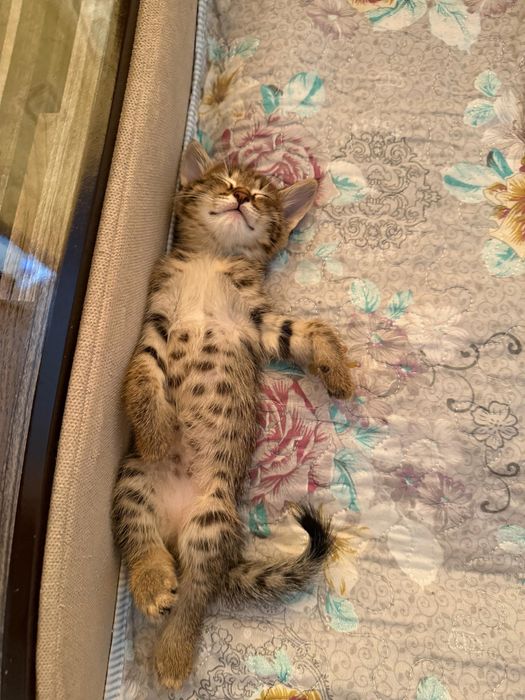 Котята бесплатно