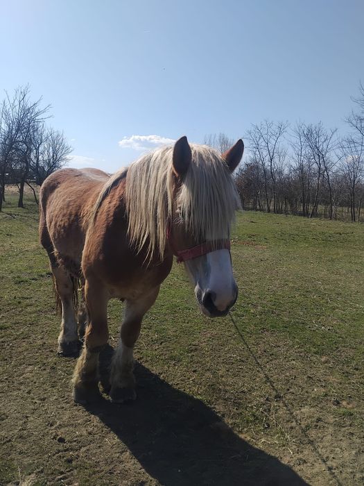 Dau 3 armasari pentru monta