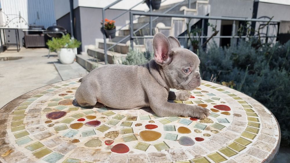 Bulldog francez femela