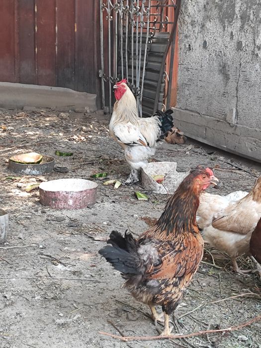 Продам домашних цыплят